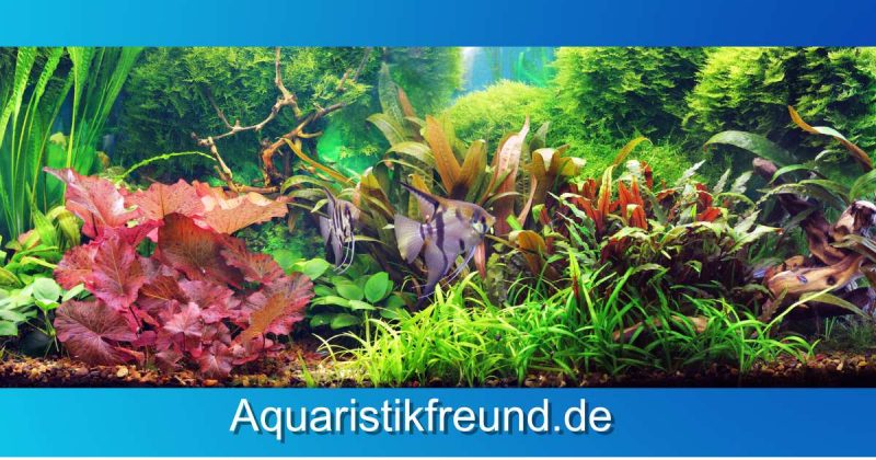 Gute CO2-Düngung im Aquarium fördert das Pflanzenwachstum