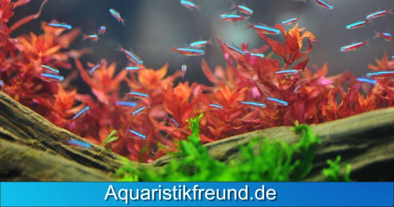 Der Neonsalmler - aufgrund seiner Farbenpracht einer der beliebtesten Fischer im Aquarium