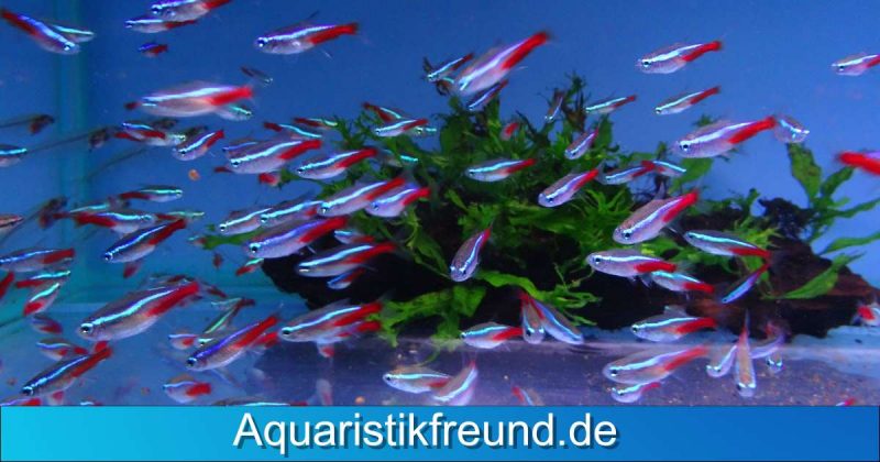 Haltung von Neonsalmlern - Größe und Ausstattung des Aquariums
