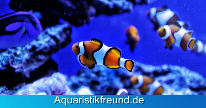 Bedeutung von Wasserwechsel im Aquarium - Abbildung eines Clownsfisches vor einem Korallenriff