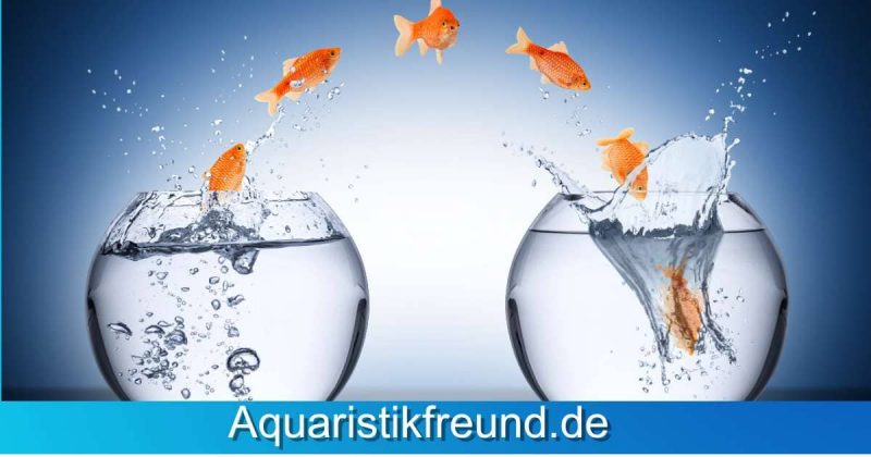 Die Bedeutung von Wasserwechsel im Aquarium