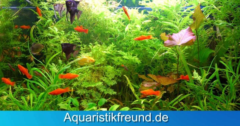 Die Bedeutung der CO2-Düngung im Aquarium - Prachtvolles Pflanzenwachstum und gesunde Fische