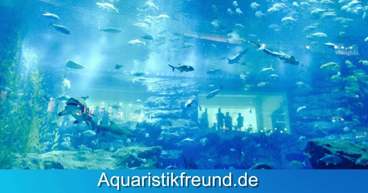 Die richtige Aquariumgrösse hat immense Bedeutung für das Wohlbefinden der Fische und anderer Aquarium Bewohner