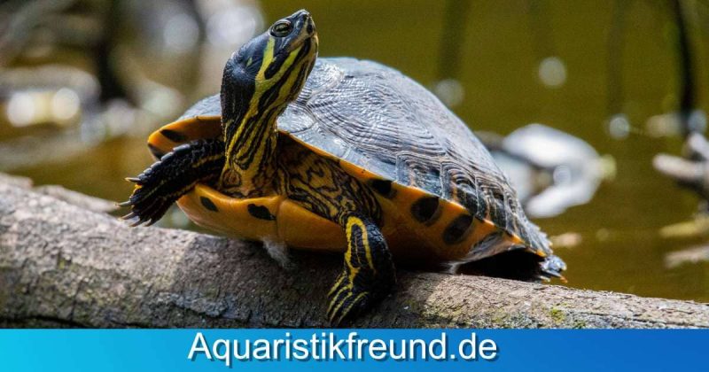 Auch Gelbwangen-Schmuckschildkröten sind häufig im häuslichen Aquarium oder Teich anzutreffen, gehören allerdings auch zu den besonders geschützten Arten