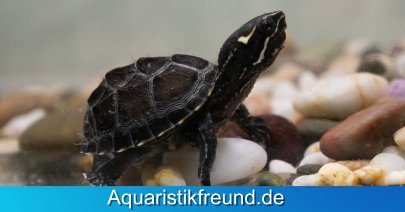 Moschusschildkröten werden, aufgrund ihrer geringen Größe, gerne in Aquarium gehalten