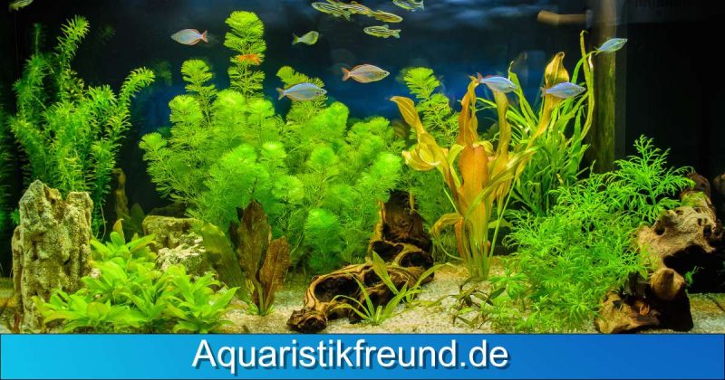 Tipps zur optimalen Pflege von Aquariumpflanzen