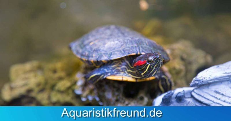 Rotwangenschmuckschildkröten gehören zu den besonders beliebten Arten, sind aber auch besonders geschützt