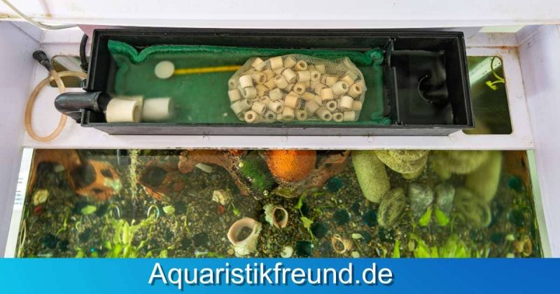 Wasseraufbereitung im Aquarium - Die richtige Filterpflege trägt entscheidend zur guten Wasserqualität und dem Wohlbefinden der Bewohner bei