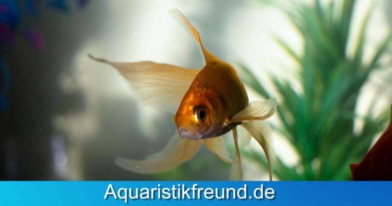 Wasserwechsel im Aquarium hat eine hohe Bedeutung für die Gesundheit und das Wohlbefinden der Fische