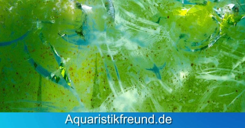 Vermehrtes Algenwachstum aufgrund Vernachlässigung des Wasserwechsel im Aquarium