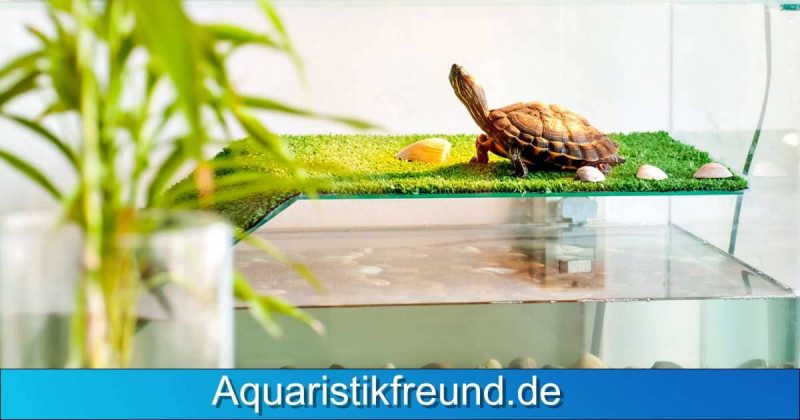 Aquaterrarium