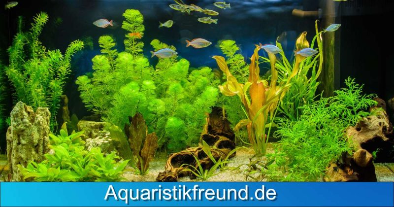 Aquariumpflanzen 1200x630